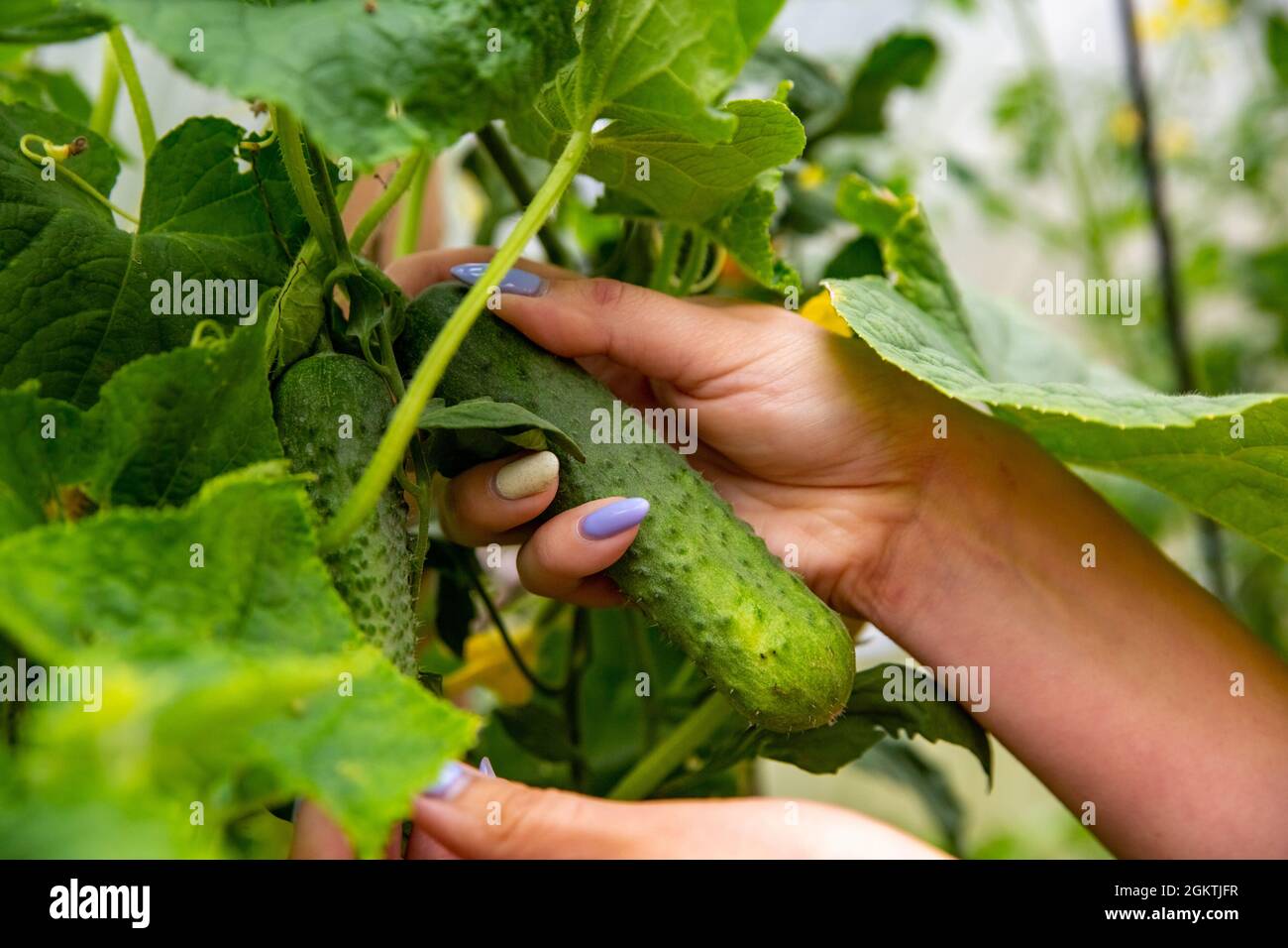 Une femme paysanne prend des plantes de concombre biologique qui fleurissent dans une ferme dans un jardin urbain. Lier les pousses de légumes avec une corde Banque D'Images