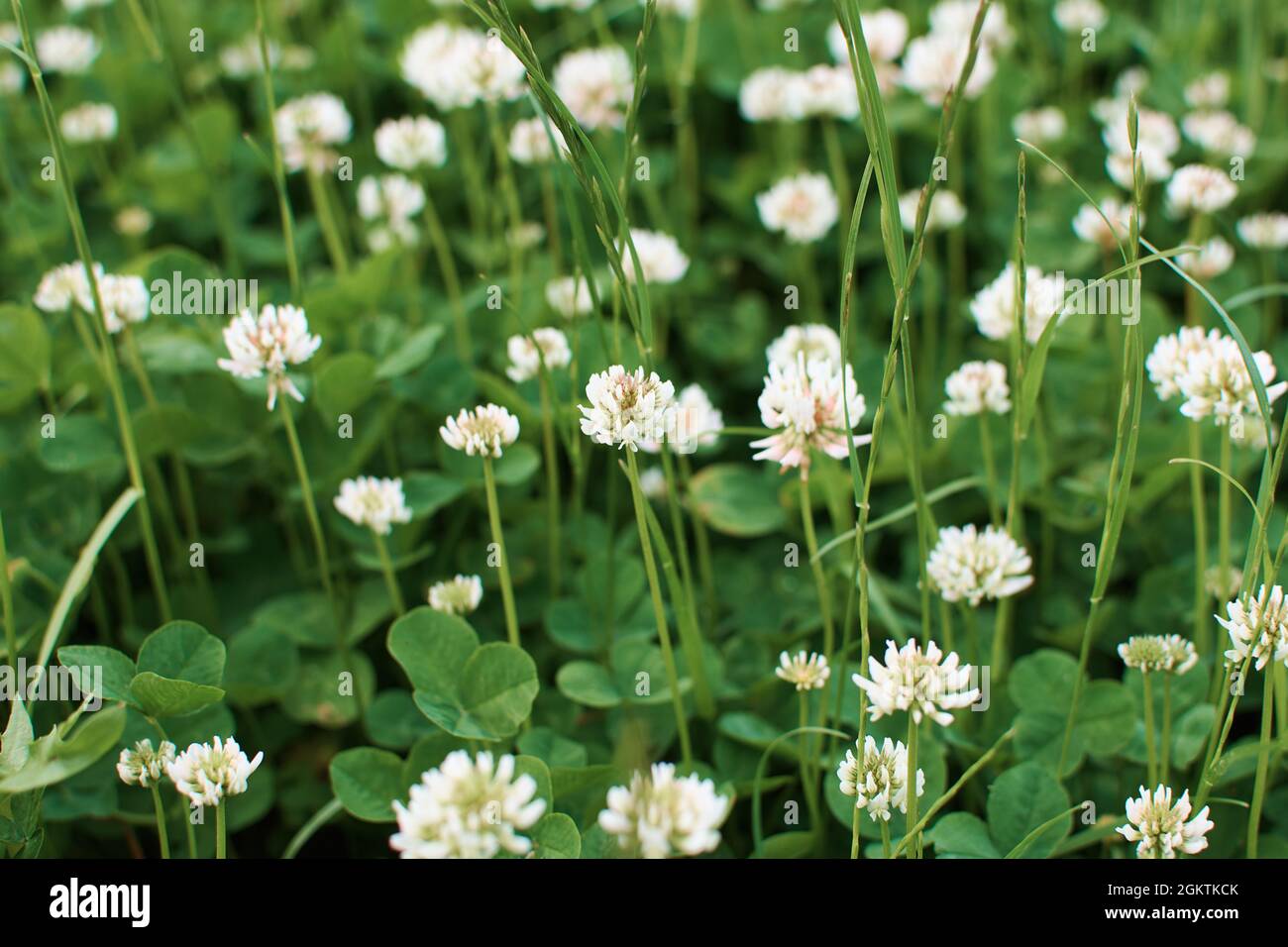 Champ de trèfle blanc. Fleurs de trèfle parfumées. Pelouse d'été blanc-vert. Mise au point sélective. Banque D'Images