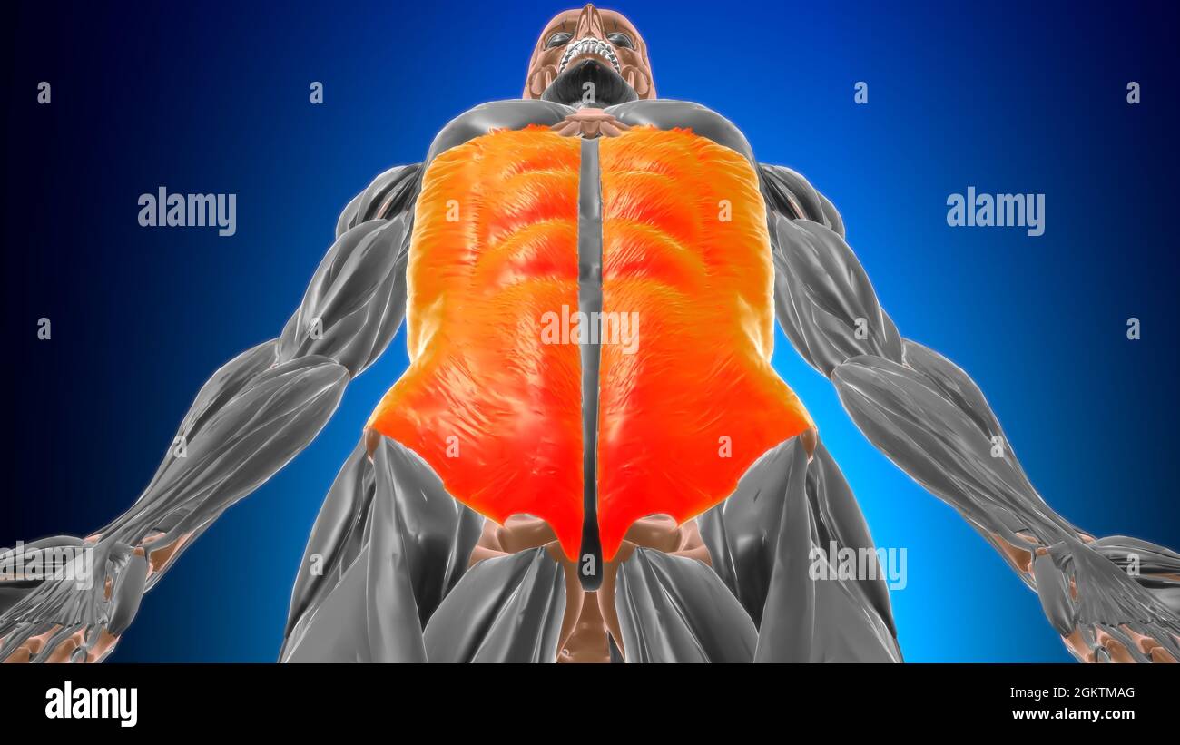 Anatomie externe du muscle oblique pour l'illustration 3D du concept médical Banque D'Images