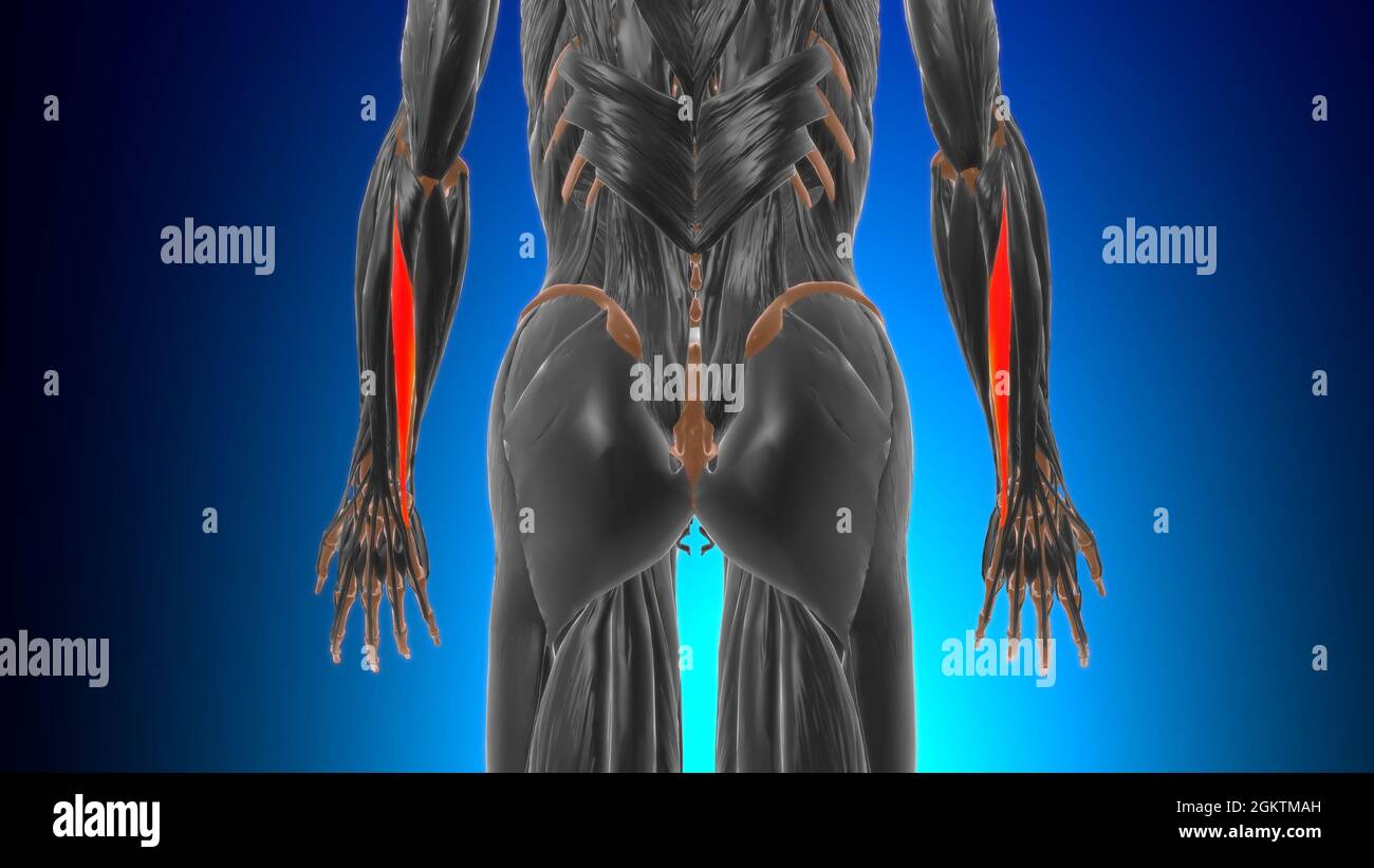 Extensor carpi ulnaris muscle Anatomy for Medical concept 3D Illustration Banque D'Images