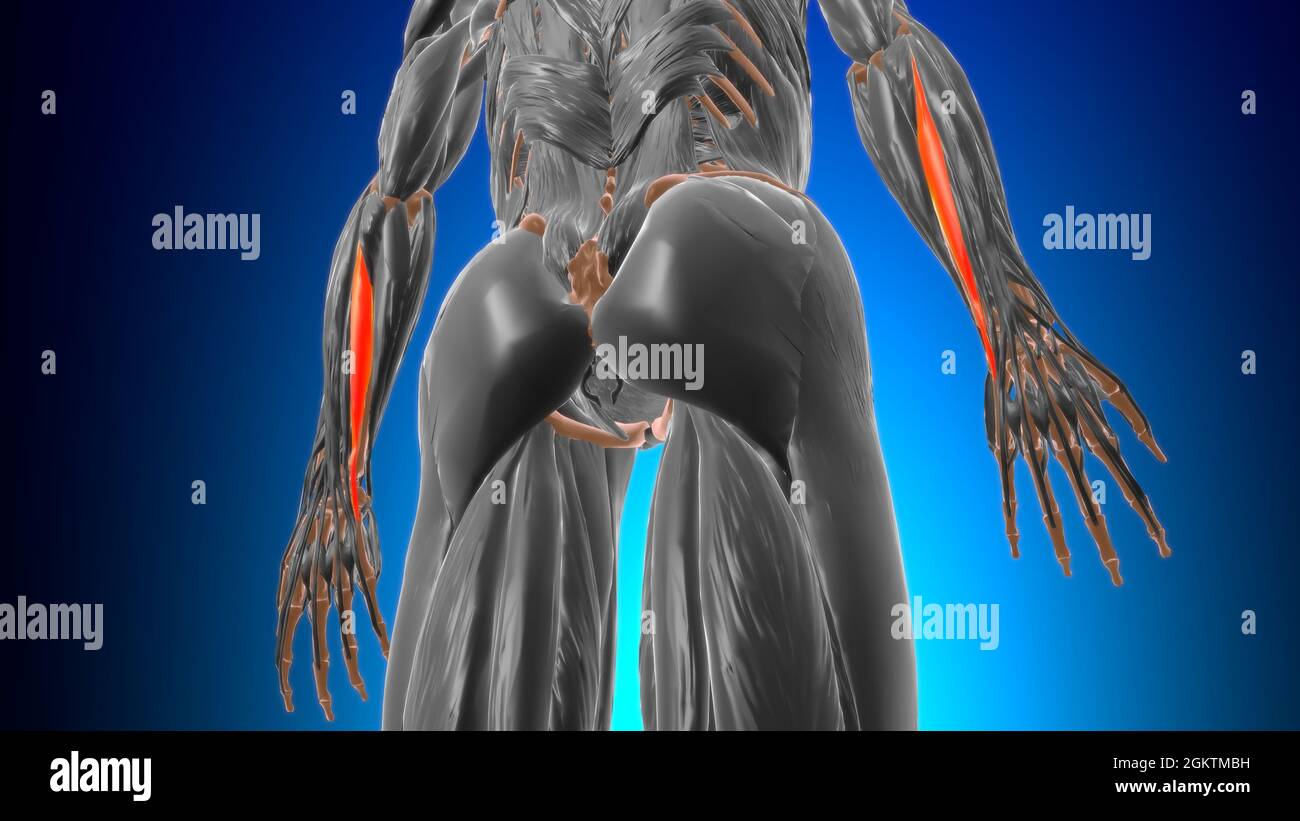Extensor carpi ulnaris muscle Anatomy for Medical concept 3D Illustration Banque D'Images