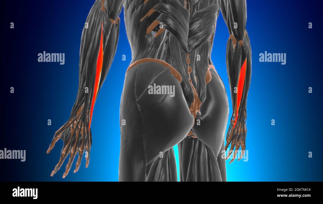 Extensor carpi ulnaris muscle Anatomy for Medical concept 3D Illustration Banque D'Images
