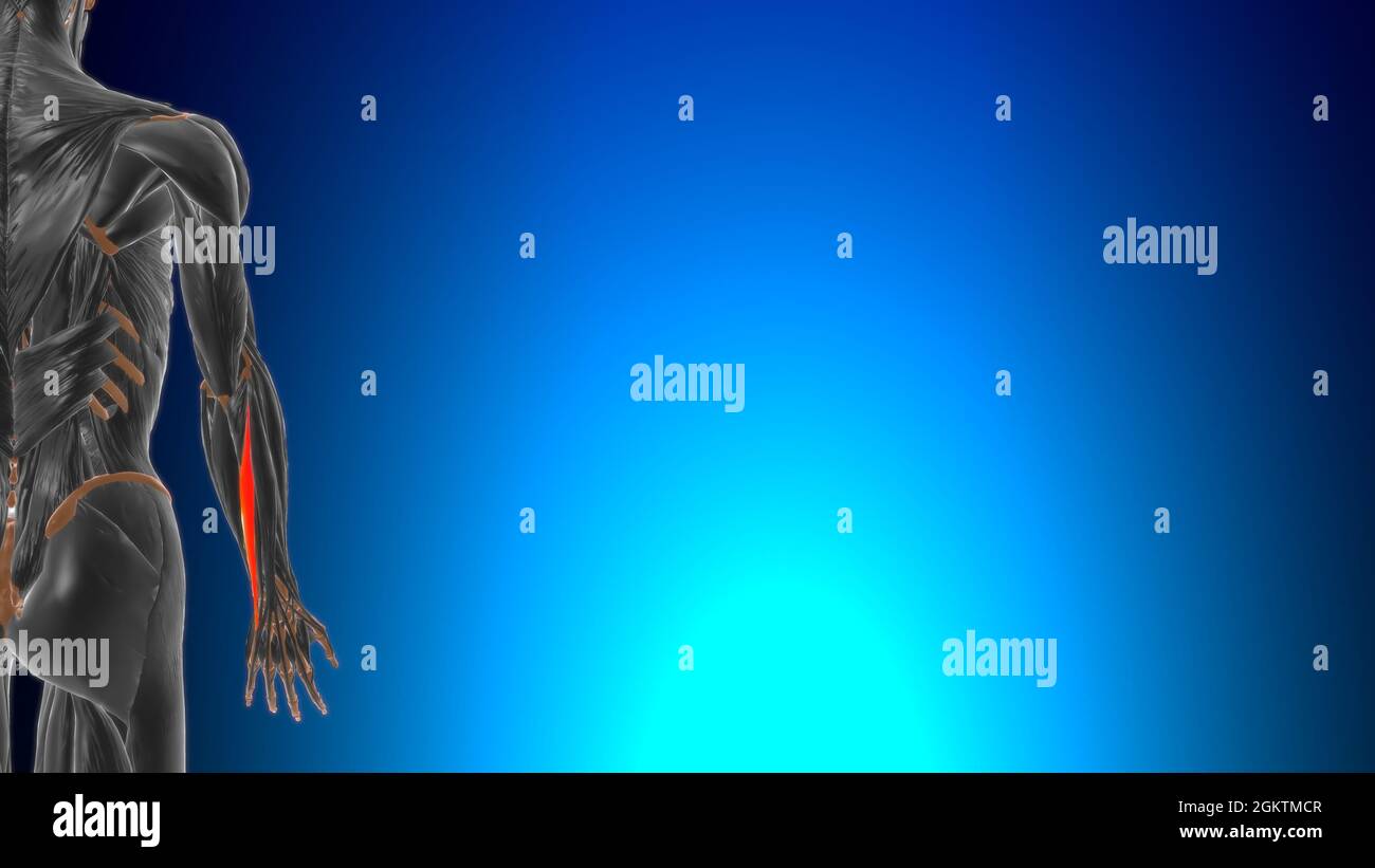 Extensor carpi ulnaris muscle Anatomy for Medical concept 3D Illustration Banque D'Images