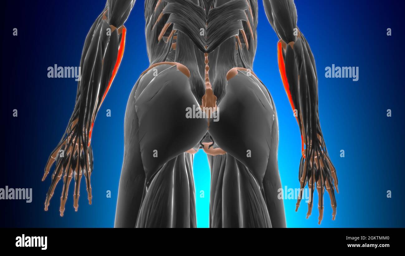 Tête humérale du flexor carpi ulnaris muscle Anatomy for Medical concept 3D Illustration Banque D'Images