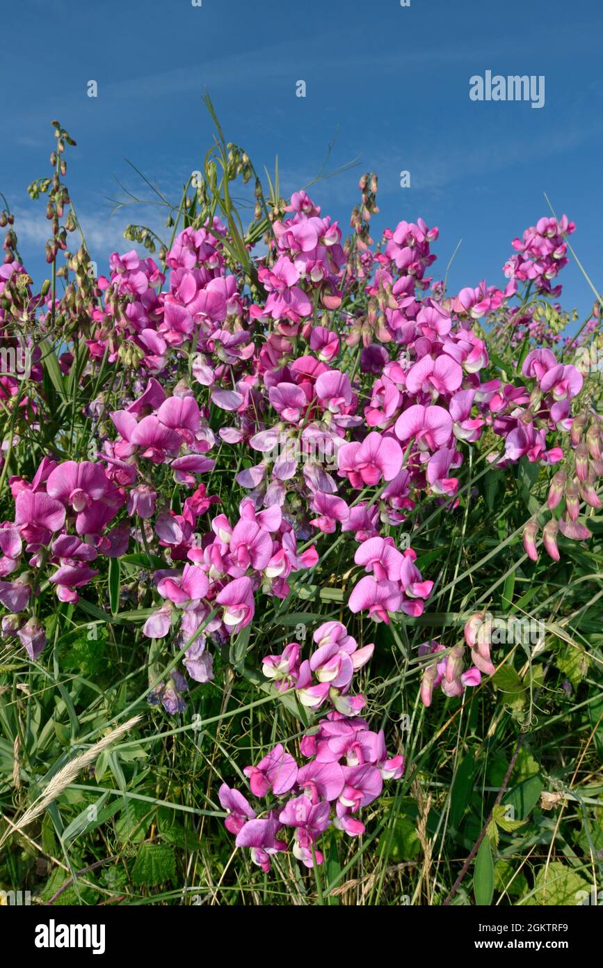 Pois à feuilles larges - Lathyrus latifolius Banque D'Images