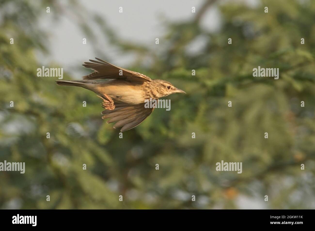 Lark à crête (Galerida cristata) à Kheda, Gujarat, Inde Banque D'Images