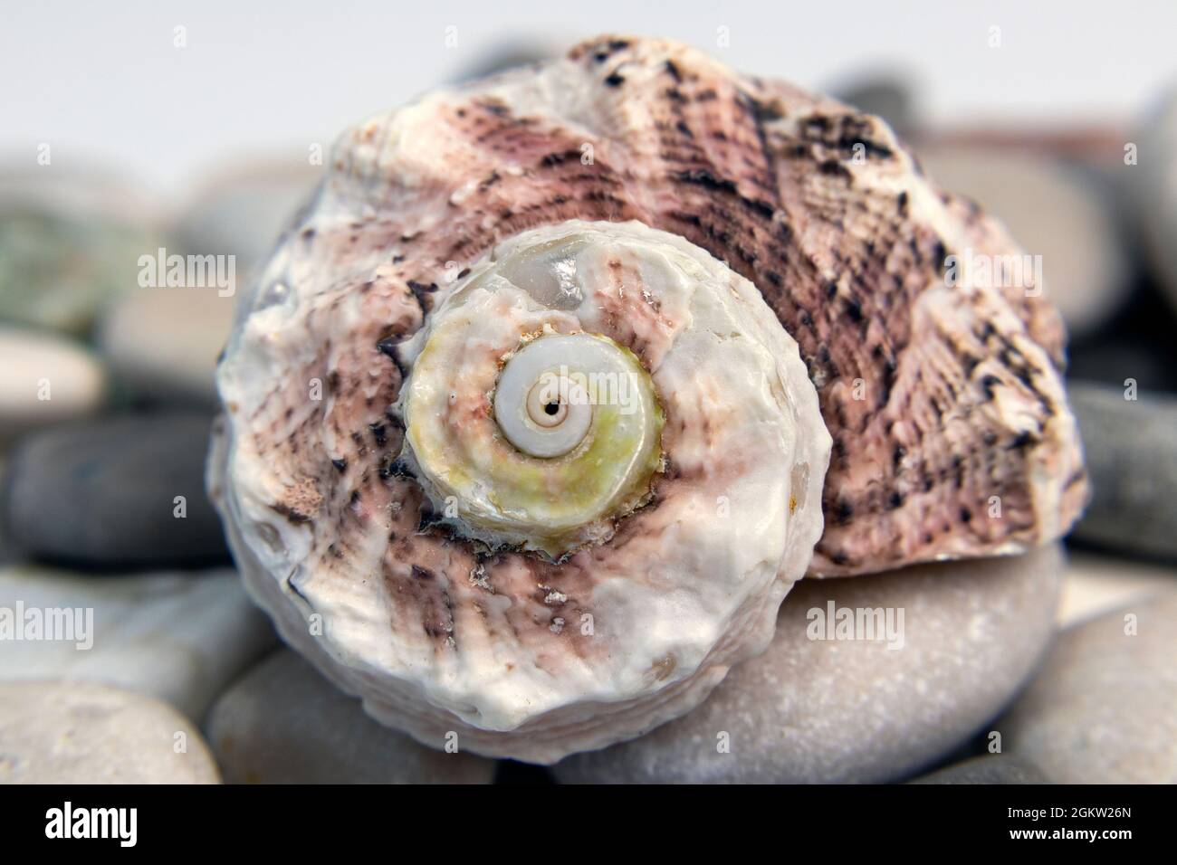 Gros plan d'une coque de mer Banque D'Images