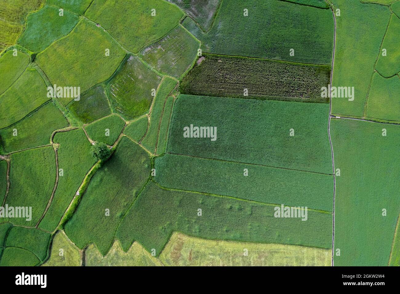 Vue aérienne des rizières vertes dans la campagne de la Thaïlande Banque D'Images