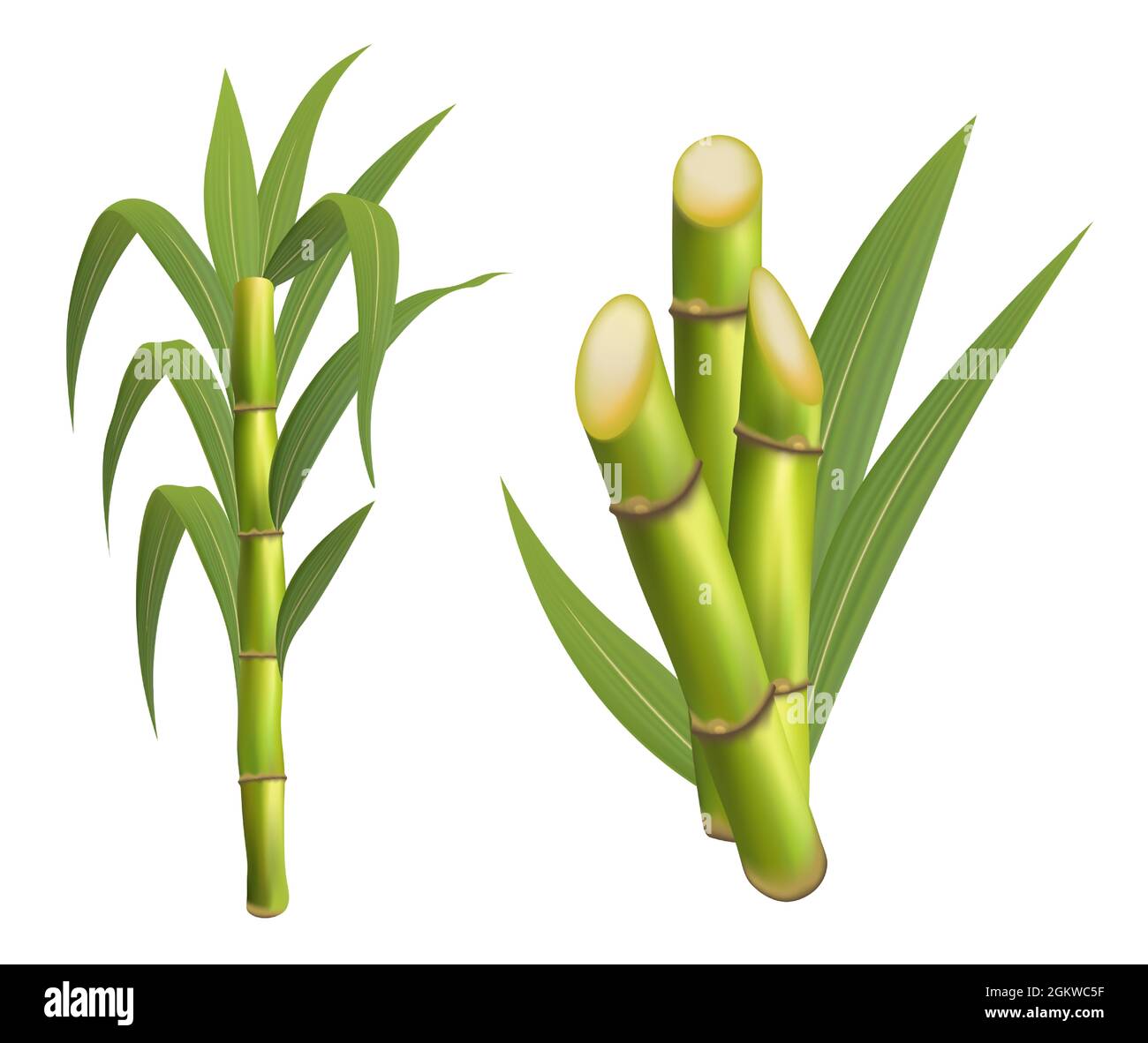 Plante de canne à sucre avec illustration vectorielle isolée à la tige et à la feuille sur fond blanc. Illustration de Vecteur