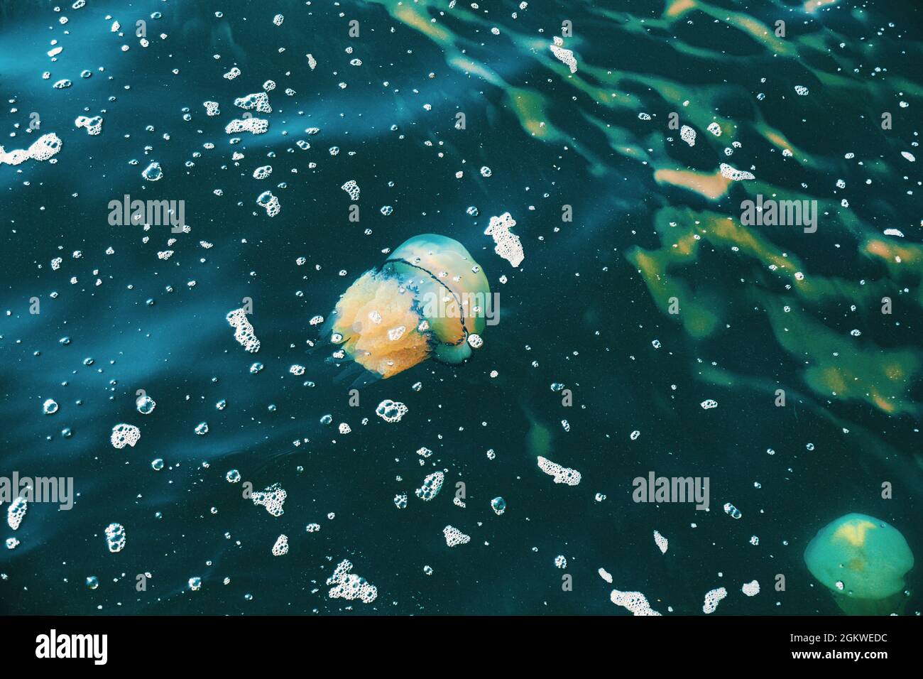 Un méduse à canon, Rhizostoma pulmo, sous l'eau de la mer Méditerranée, Trieste. Italie Banque D'Images