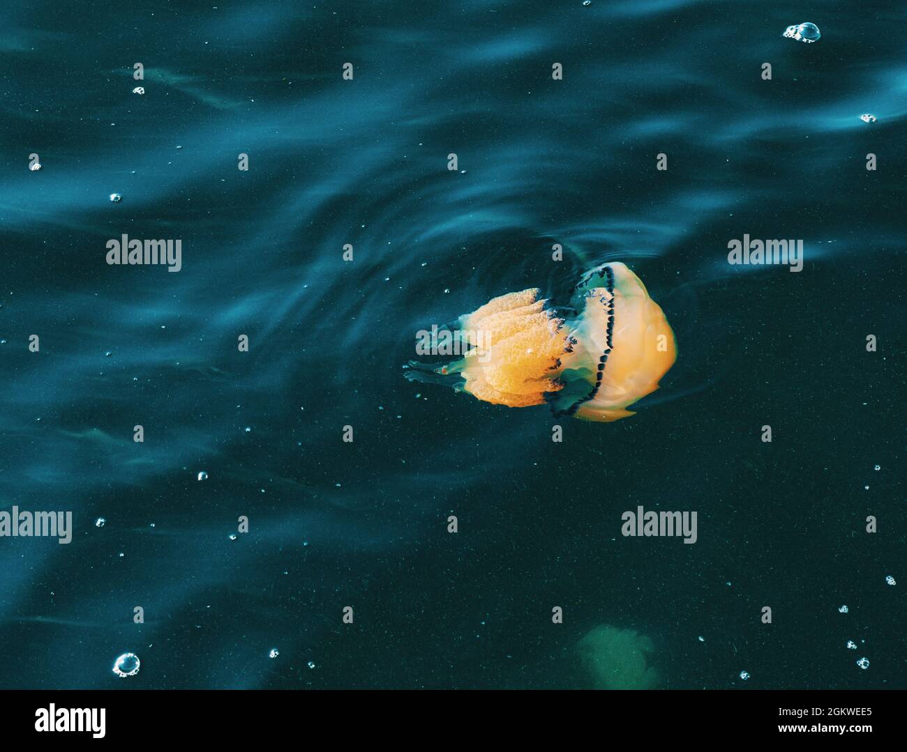 Un méduse à canon, Rhizostoma pulmo, sous l'eau de la mer Méditerranée, Trieste. Italie Banque D'Images