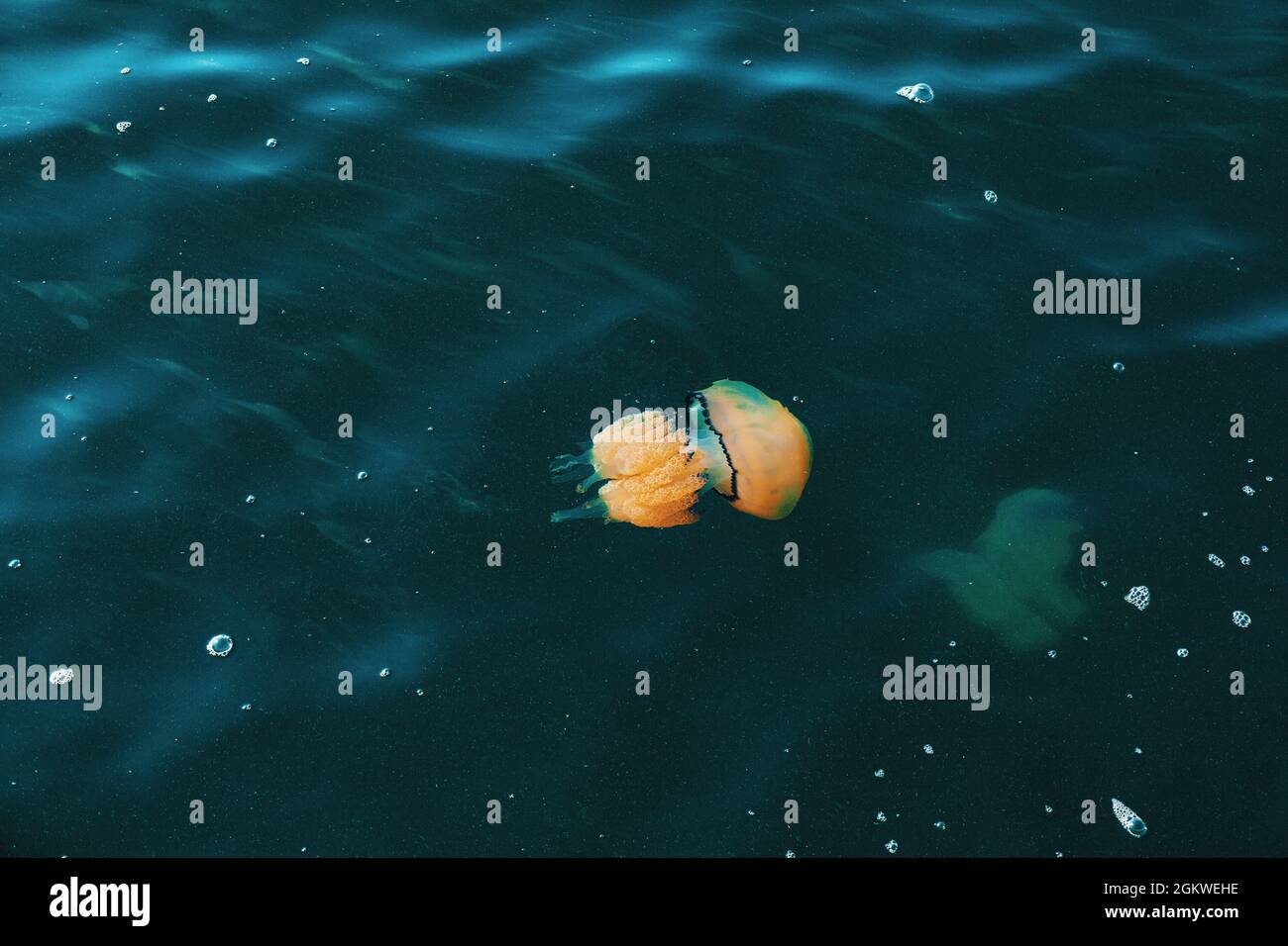 Un méduse à canon, Rhizostoma pulmo, sous l'eau de la mer Méditerranée, Trieste. Italie Banque D'Images