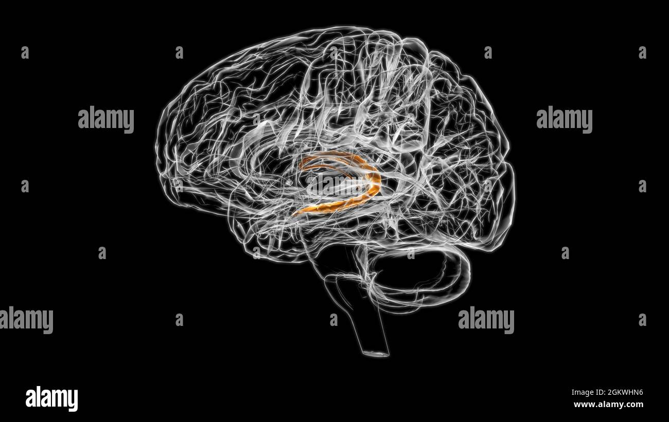 Plexus choroïde cérébral de l'hémisphère cérébral Anatomy for Medical concept Illustration 3D Banque D'Images