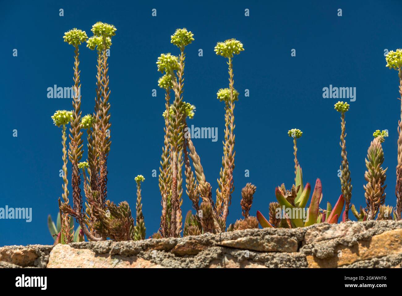 PLANTE SUCCULENTE TIGES LLORET DE MAR COSTA BRAVA GERONA CATALOGNE ESPAGNE Banque D'Images