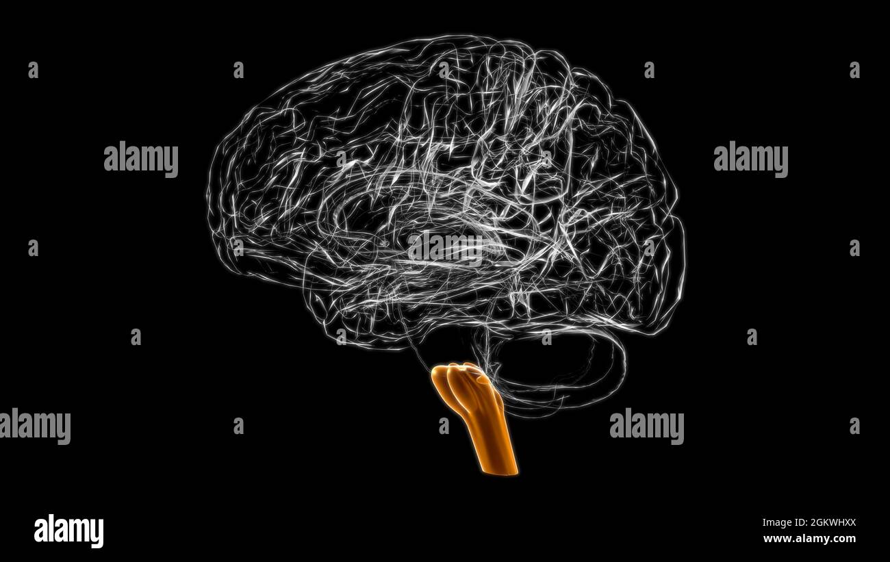 Cerveau medulla oblongata Anatomy for Medical concept 3D Illustration Banque D'Images