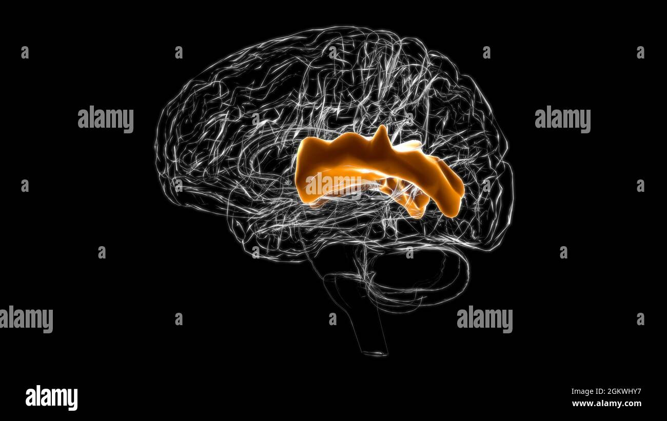 Cerveau partie postérieure du gyrus temporal supérieur droit Anatomie pour Illustration 3D du concept médical Banque D'Images