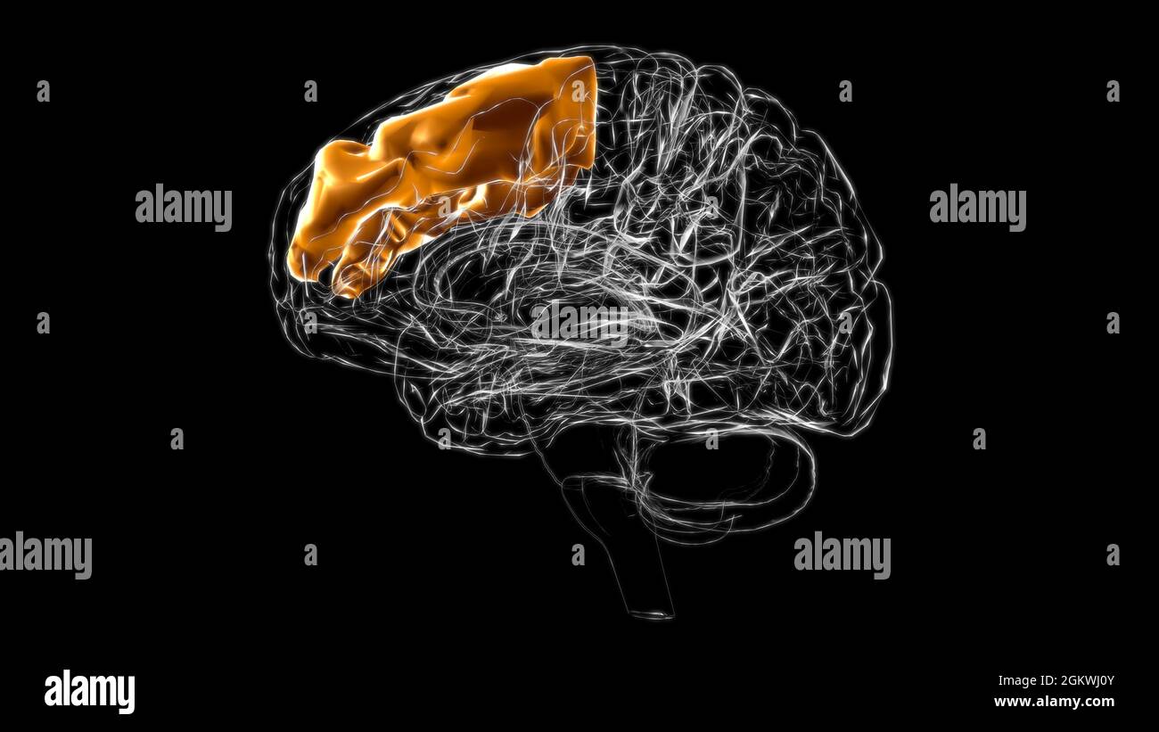Cerveau frontal central gyrus Anatomy for Medical concept 3D Illustration Banque D'Images