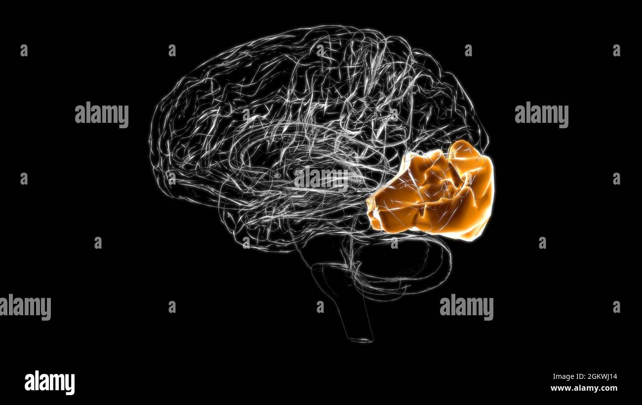 Anatomie du lobe occipital cérébral pour l'illustration 3D du concept médical Banque D'Images