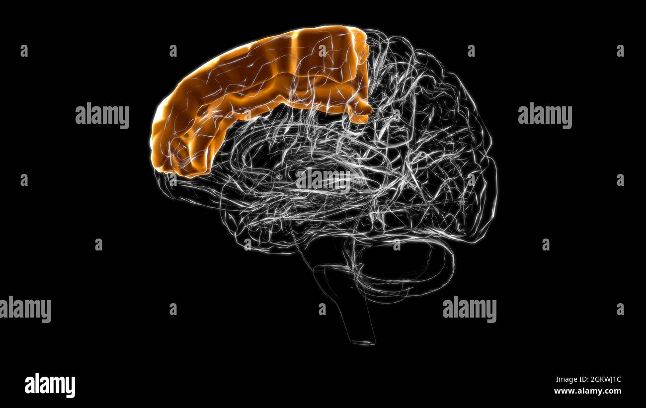 Brain Superior frontal gyrus Anatomy for Medical concept 3D Illustration Banque D'Images