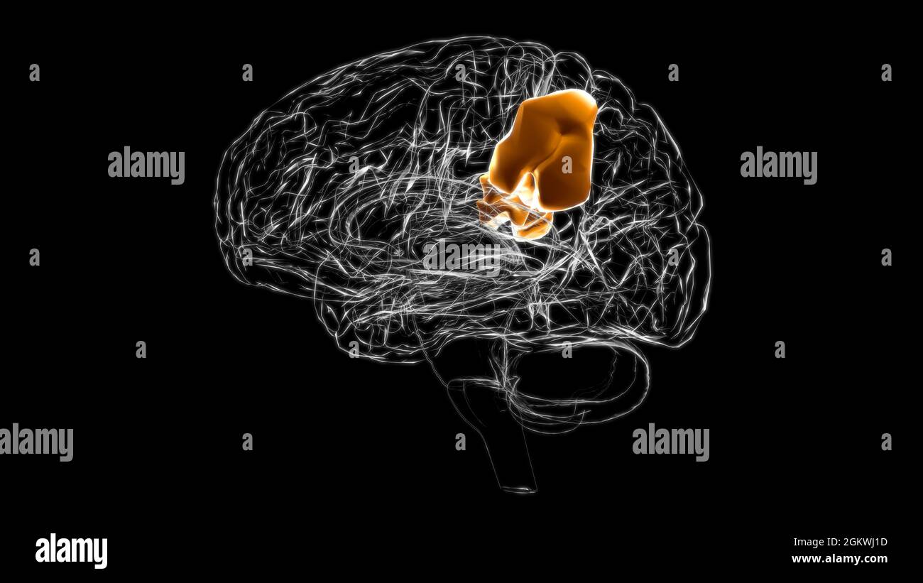 Cerveau sus-garginal gyrus Anatomy for Medical concept 3D Illustration Banque D'Images