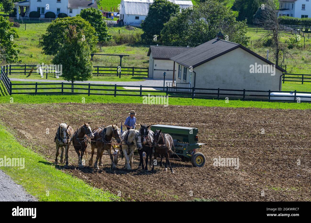 RONKS, ÉTATS-UNIS - 13 août 2021 : un fermier amish labourant le champ après la récolte de maïs avec 6 chevaux tirant de l'équipement agricole avec un moteur à gaz Banque D'Images