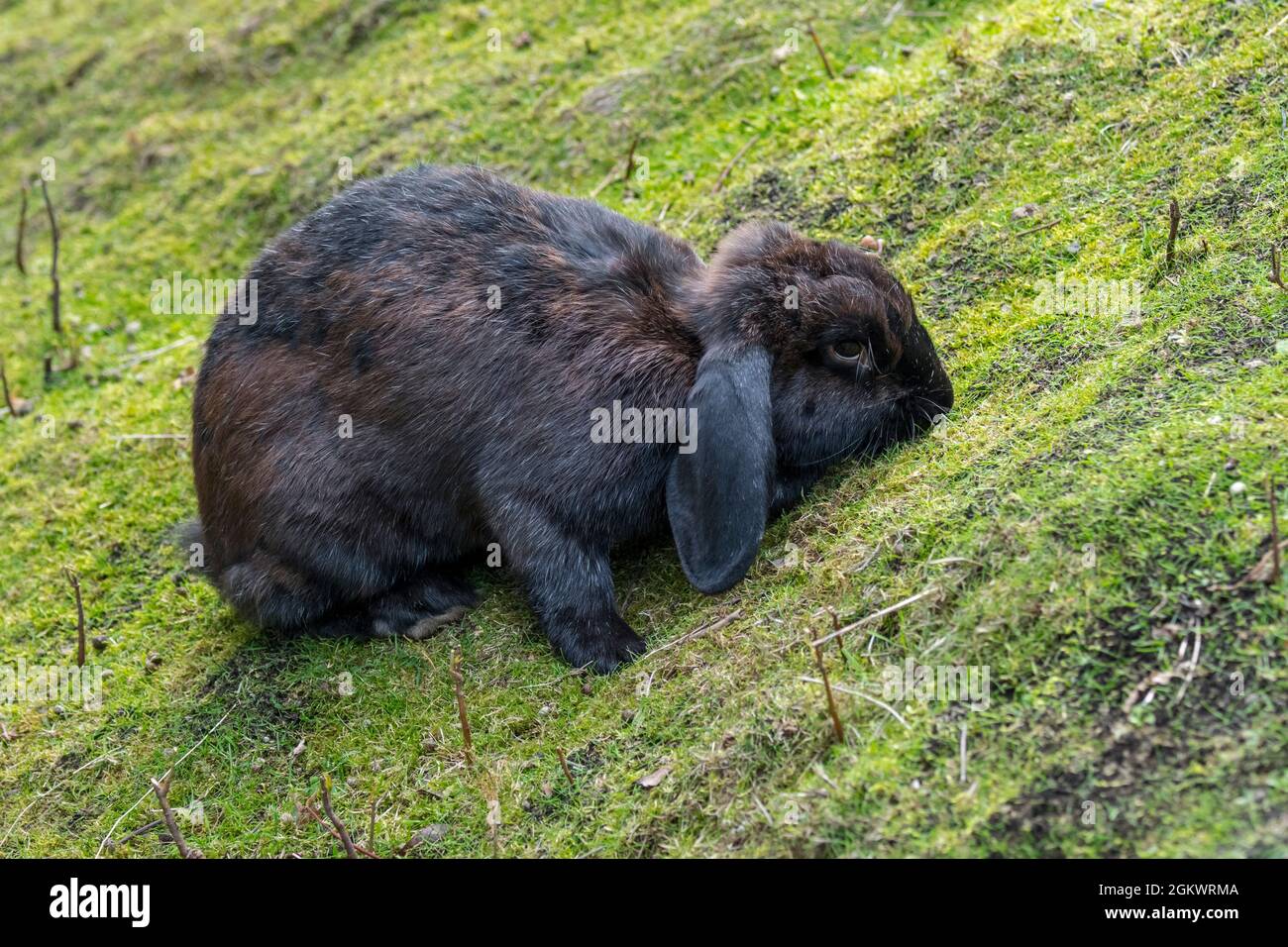 Meissner lop, race allemande de lapin domestique avec des oreilles qui broutent l'herbe Banque D'Images