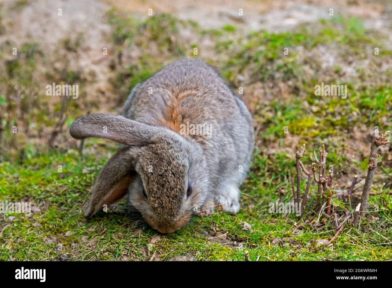Meissner lop, race allemande de lapin domestique avec des oreilles qui broutent l'herbe Banque D'Images