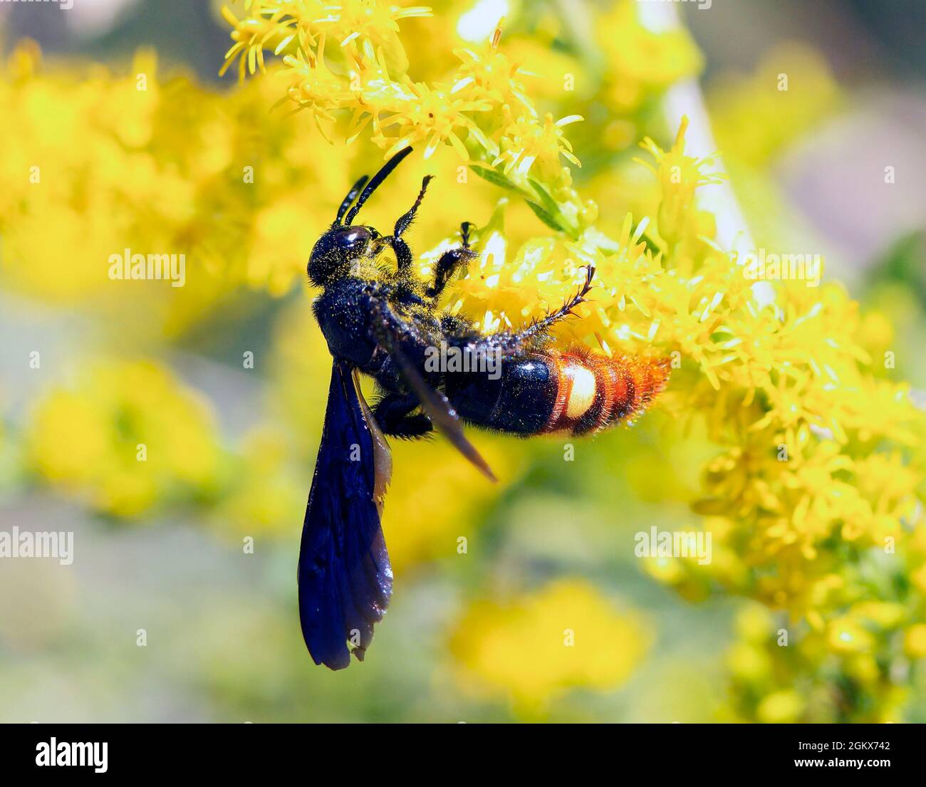 Guêpe à ailes bleues Scolia dubia sur verge jaune le jour ensoleillé Banque D'Images