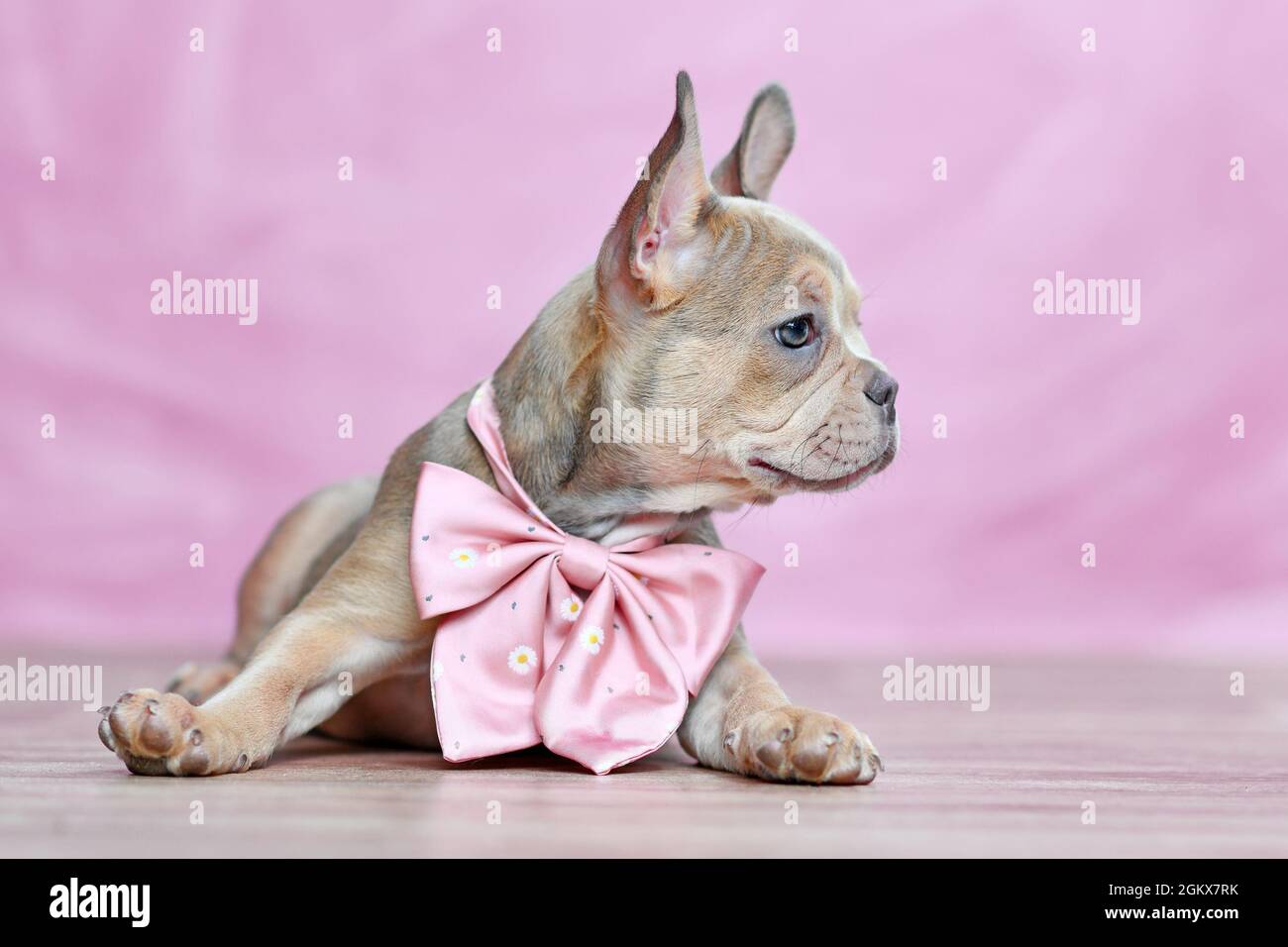 Chien Bulldog français chiot avec beau nez long et sain portant un ruban de cou devant un fond rose Banque D'Images