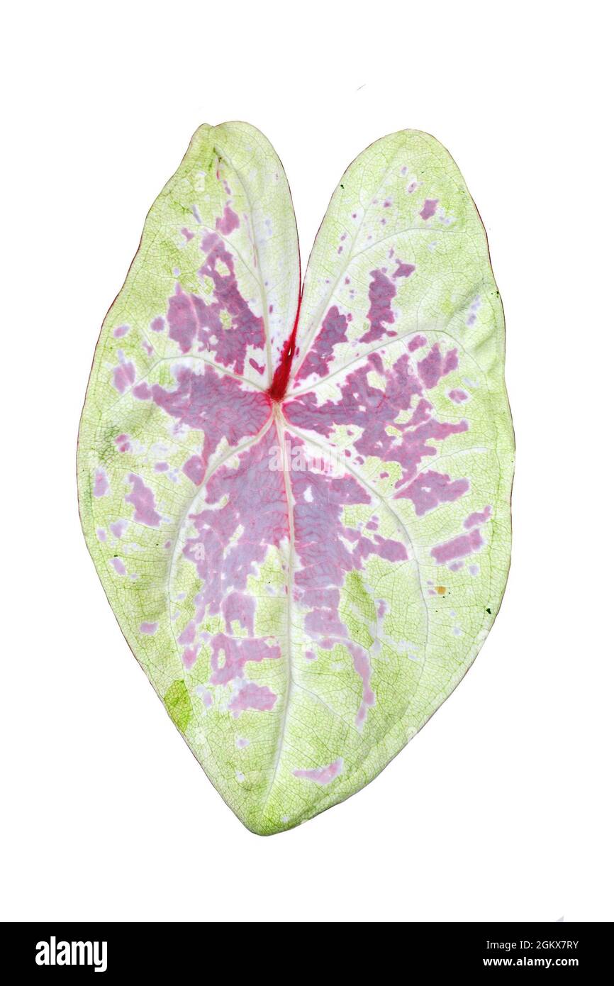 Feuille simple de feuille rose et jaune translucide de l'espèce exotique 'Caladium Seafoam Pink' sur fond blanc Banque D'Images