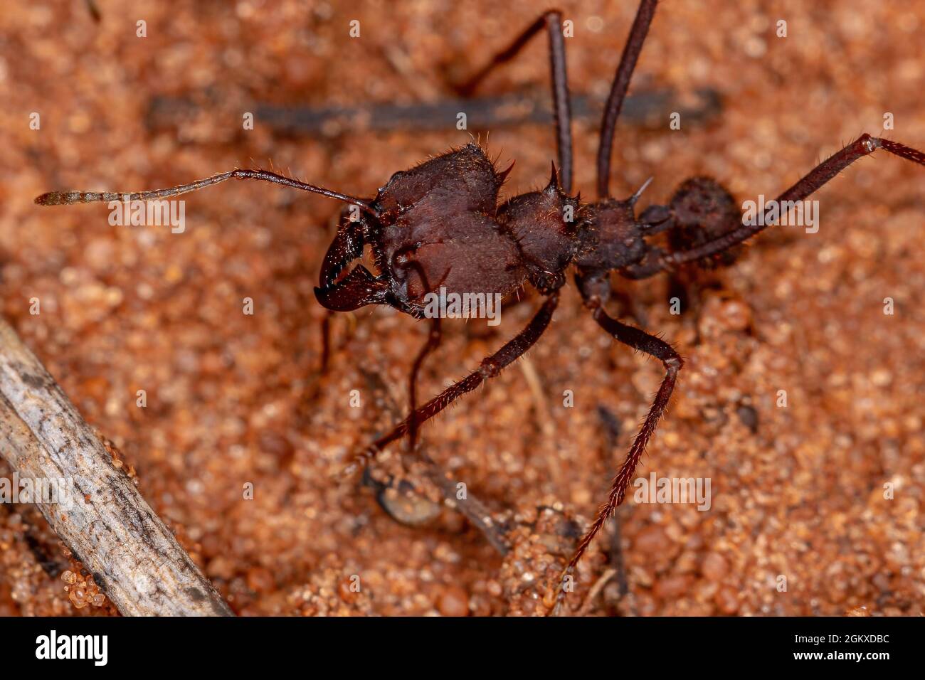 Atta Leaf-Cutter Ant du genre Atta Banque D'Images