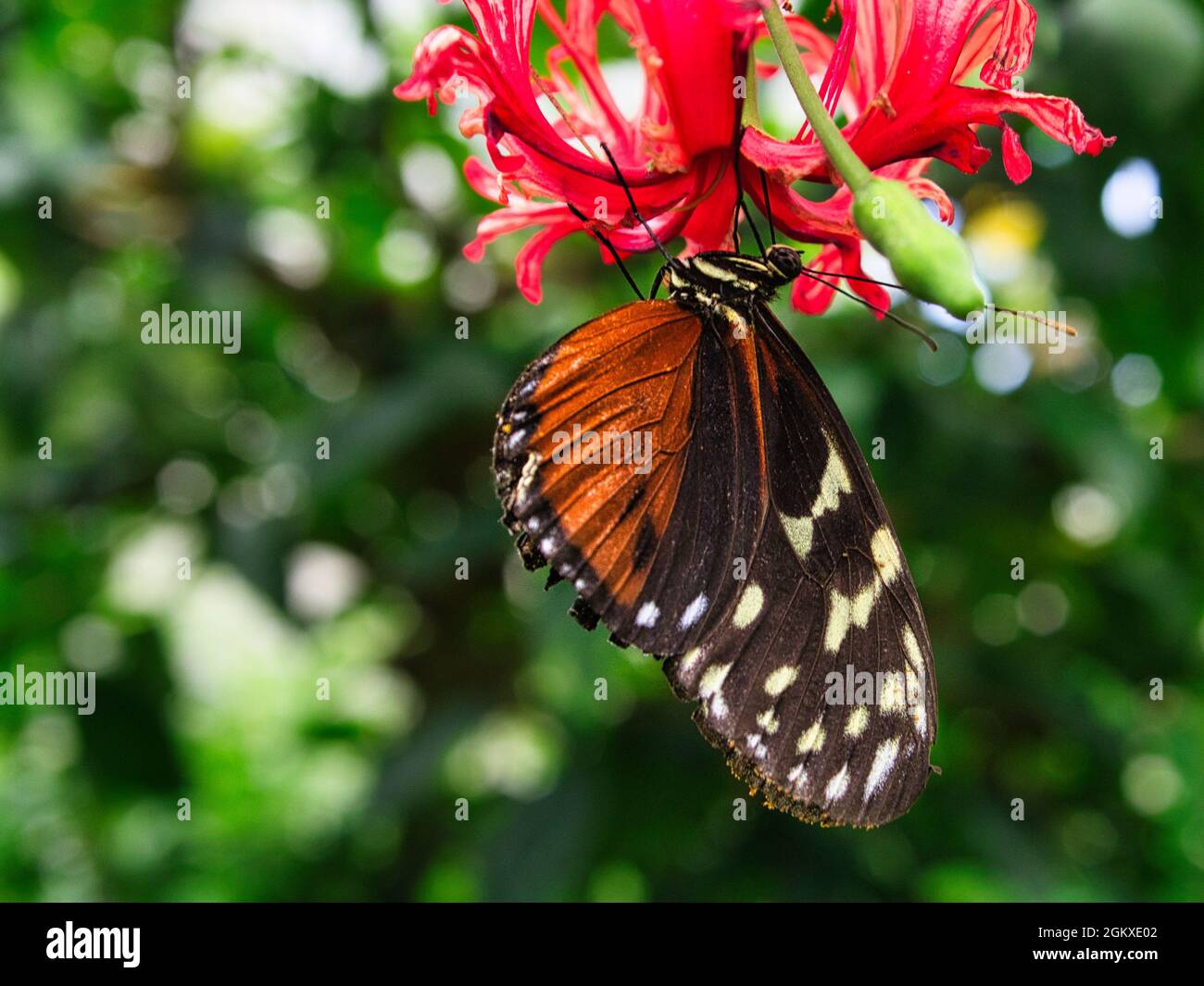 papillon coloré sur une feuille, fleur. élégant et délicat. motif détaillé des ailes Banque D'Images