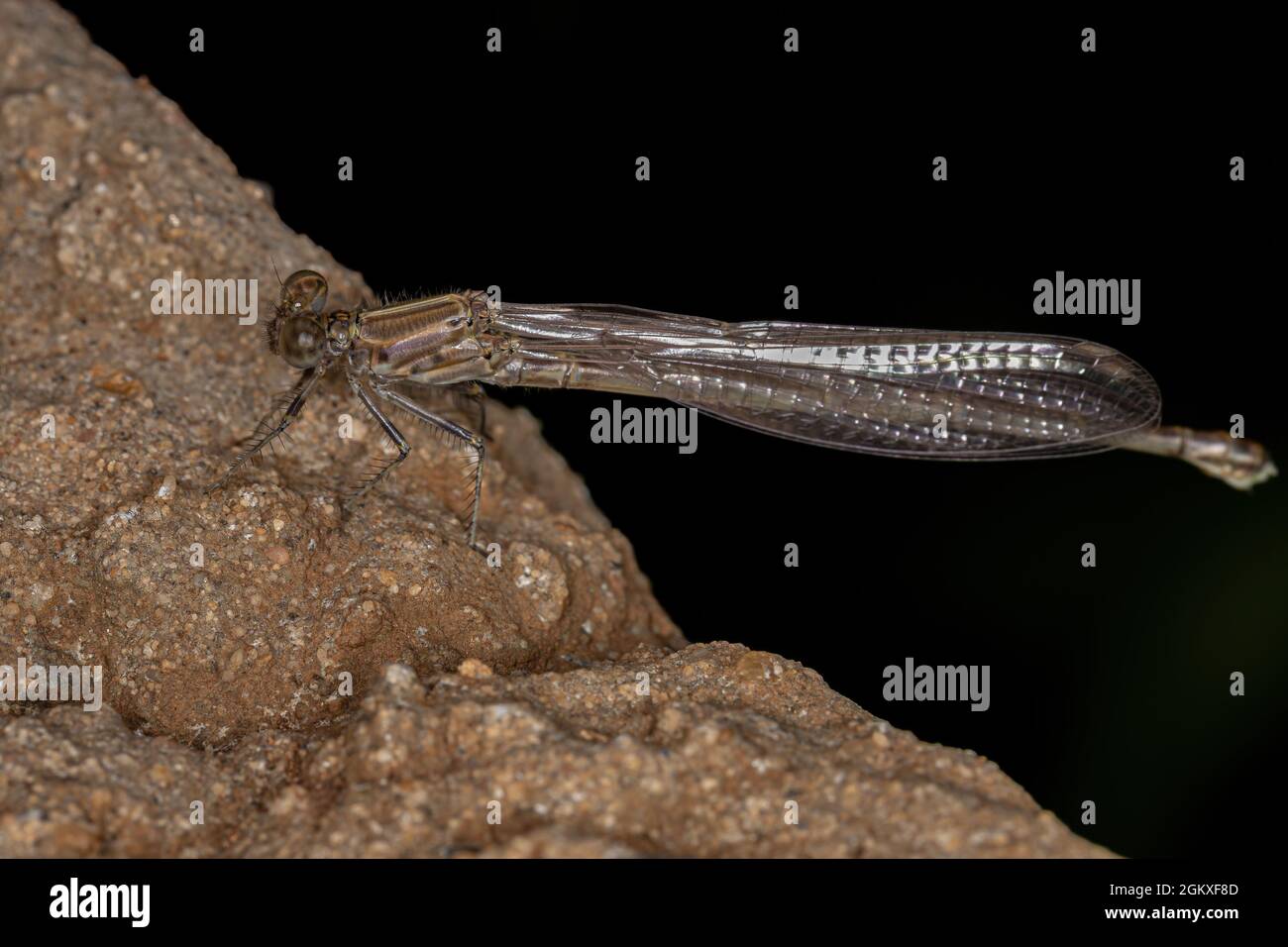 Insecte adulte de Damselfly du sous-ordre Zygoptera Banque D'Images