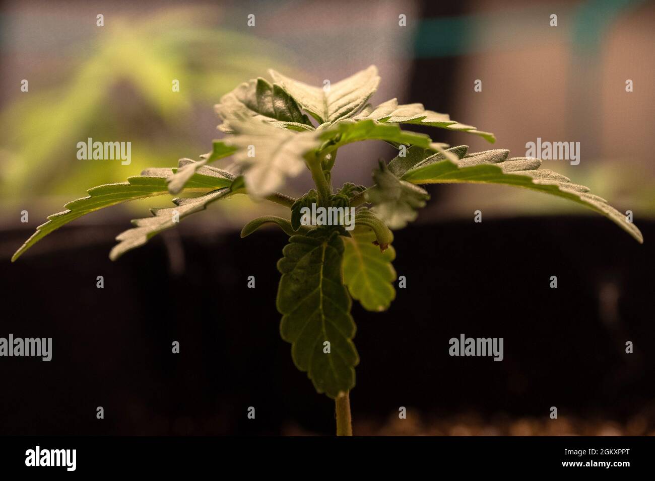 Marijuana plante et feuilles dans un growroom Banque D'Images