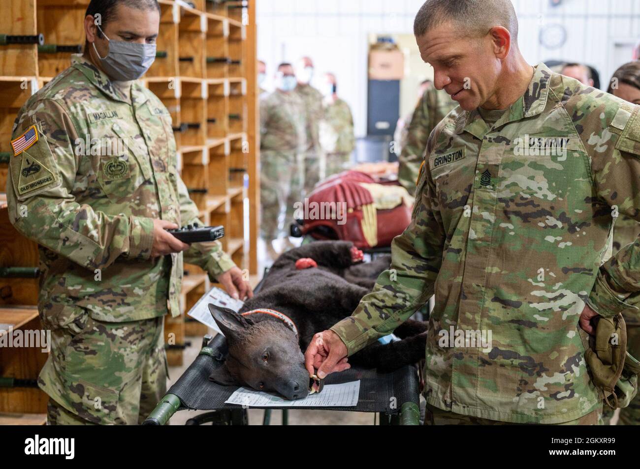 Le sergent-major de l'armée Michael A. Grinston touche les dents du mannequin d'un chien blessé pour avoir une idée de la réalisme de l'aide à l'entraînement, le 21 juillet 2021, sur le fort McCoy, Wis. l'aide à l'entraînement fait partie d'une grande collection de mannequins d'entraînement appartenant à la 335e Compagnie médicale, 332e Brigade médicale, 3e Commandement médical, utilisé pour fournir des accessoires d'entraînement réalistes et des injects pour l'entraînement des unités pendant Pershing Strike 21. Banque D'Images