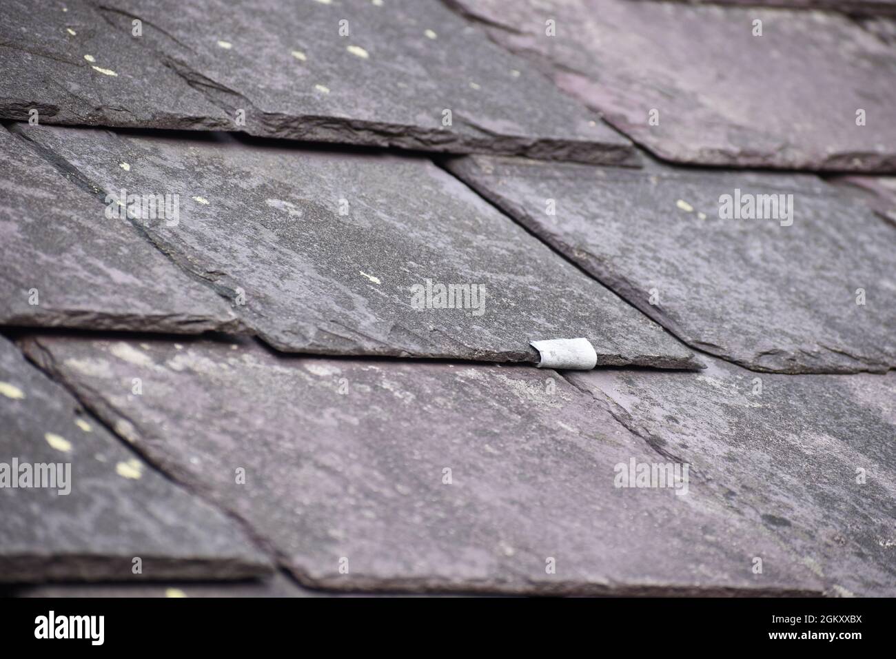 Gros plan d'une ancienne réparation de crochet d'ardoise tenant un carreau d'ardoise gallois en place sur un toit. Banque D'Images