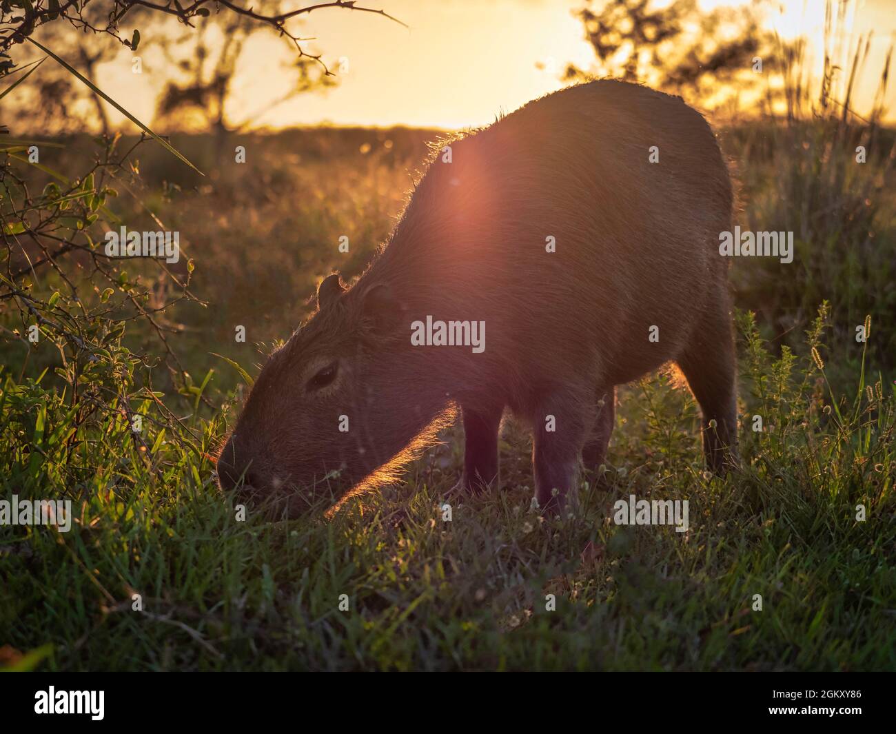 Un Cpybara paître au coucher du soleil dans les terres humides d'Ibera Banque D'Images