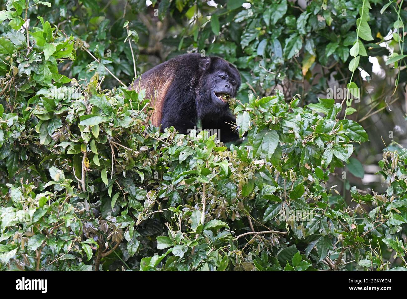 Le singe transporteur mange des feuilles, Costa Rica Banque D'Images