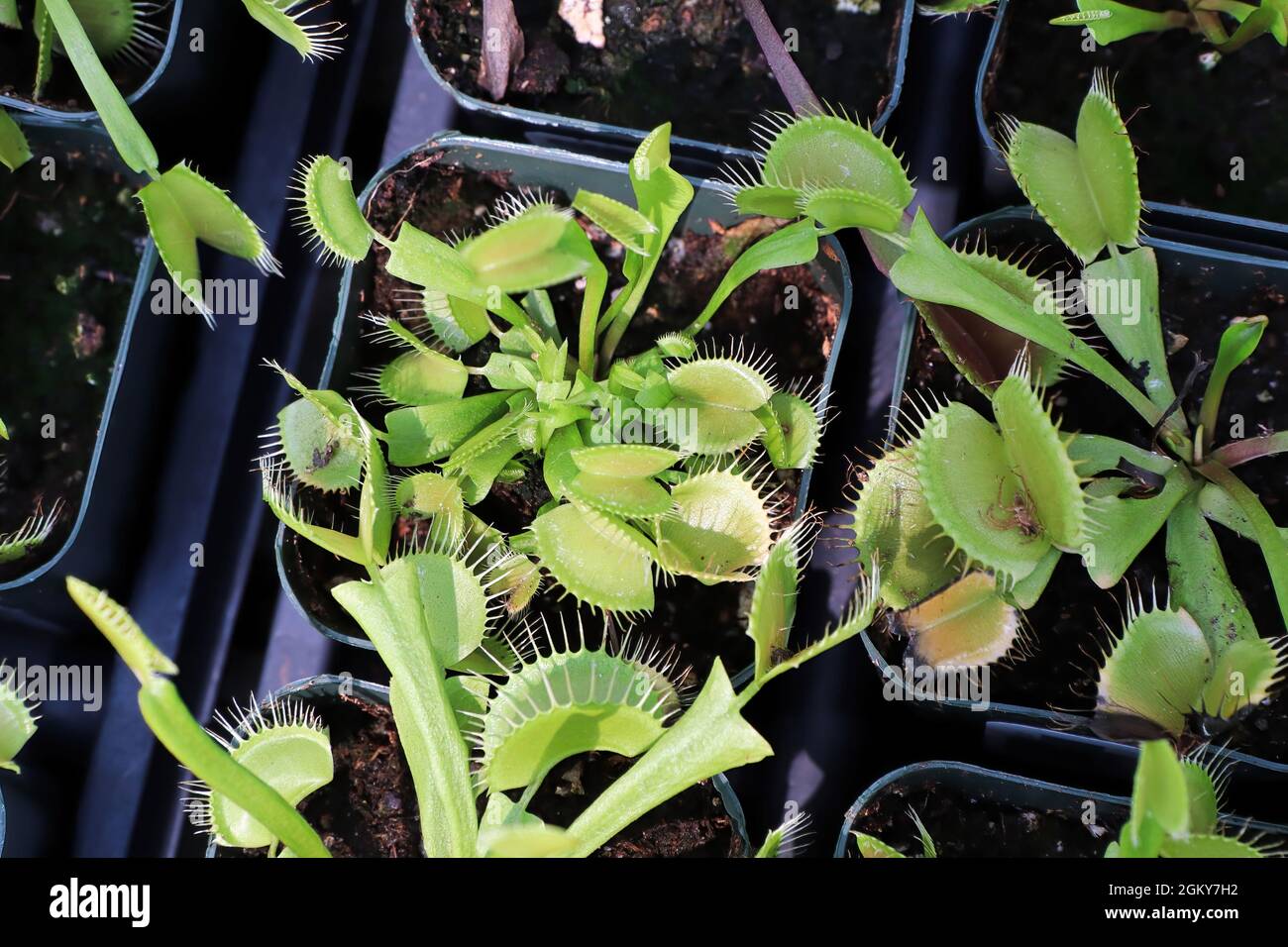 Plateaux remplis de plantes venus Fly Trap dans de minuscules pots Banque D'Images