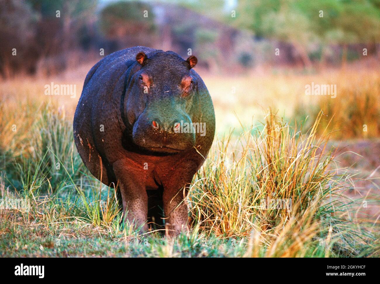 Kenya. Faune. Hippopotame. Réserve nationale de Maasai Mara. Banque D'Images