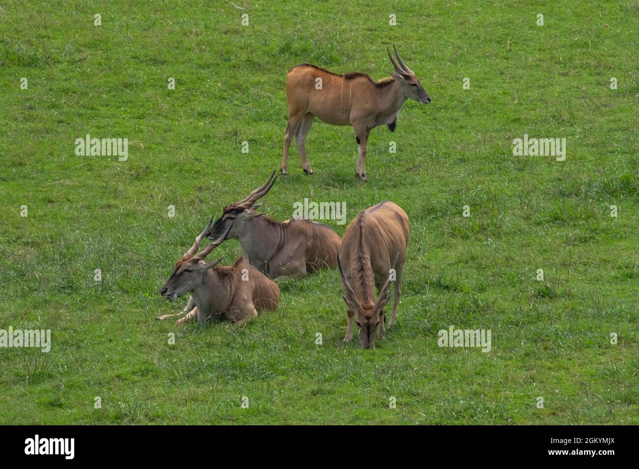 Troupeau d'antilopes qui broutage dans le parc naturel de Cabarceno, Espagne Banque D'Images