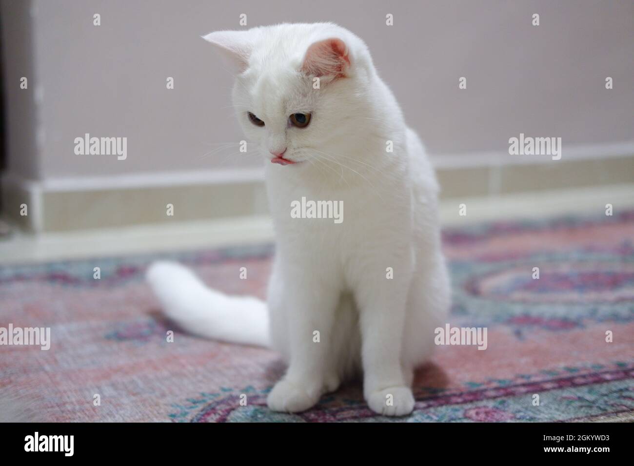 Intérieur de chat britannique blanc à poil court Banque D'Images