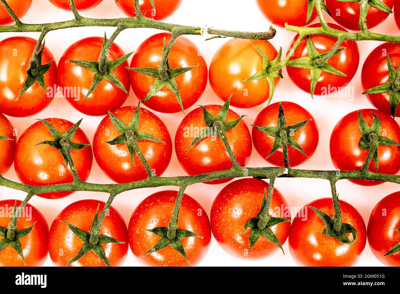 Des branches de tomates cerises rouges parsemées de boue sur fond blanc Banque D'Images