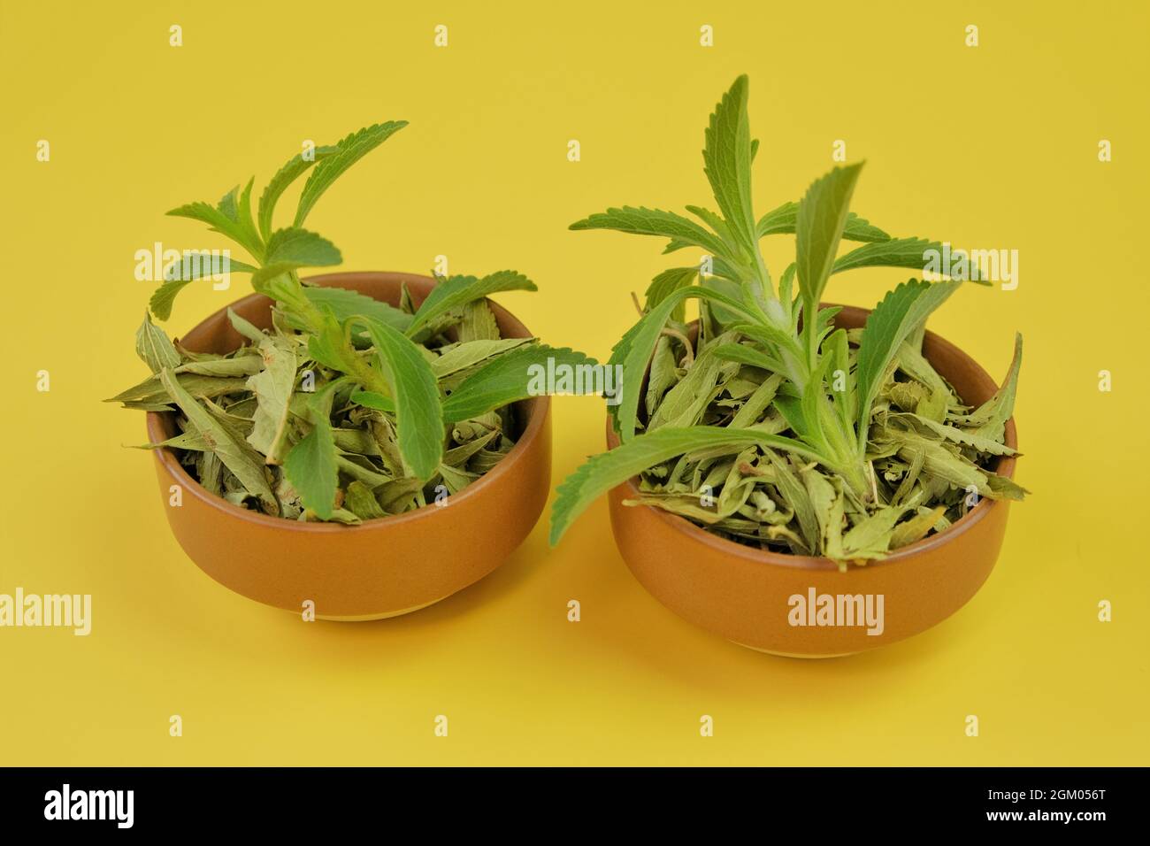 Stevia rebaudiana.succédané de sucre naturel. Stévia sèche et fraîche dans des tasses sur fond jaune. Édulcorant naturel à faible teneur en calories Banque D'Images
