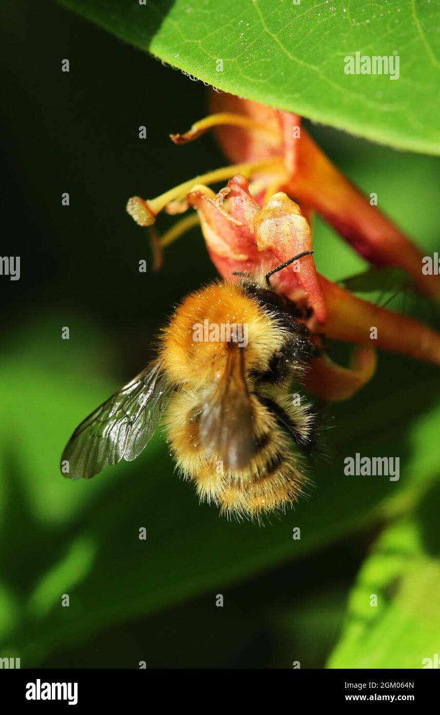 Photo macro d'une abeille collectant le nectar d'une fleur de chèvrefeuille en été Banque D'Images