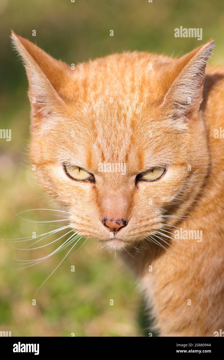 Regard intense sur l'orange de gingembre Tabby Cat Banque D'Images