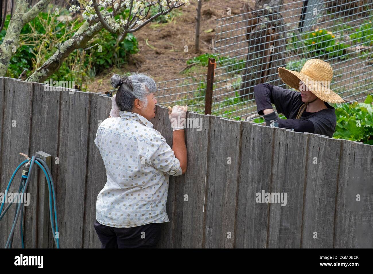 Deux femmes voisines discutant au-dessus de leur clôture de jardin adjacente Banque D'Images