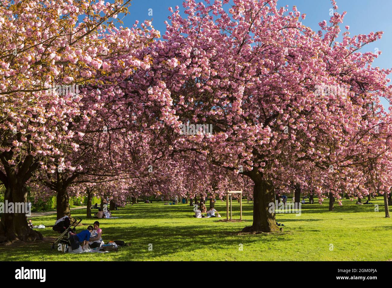 FRANCE HAUT-DE-SEINE (92) SCEAUX, DOMAINE DE SCEAUX, PARC ET CERISIERS EN FLEURS Banque D'Images