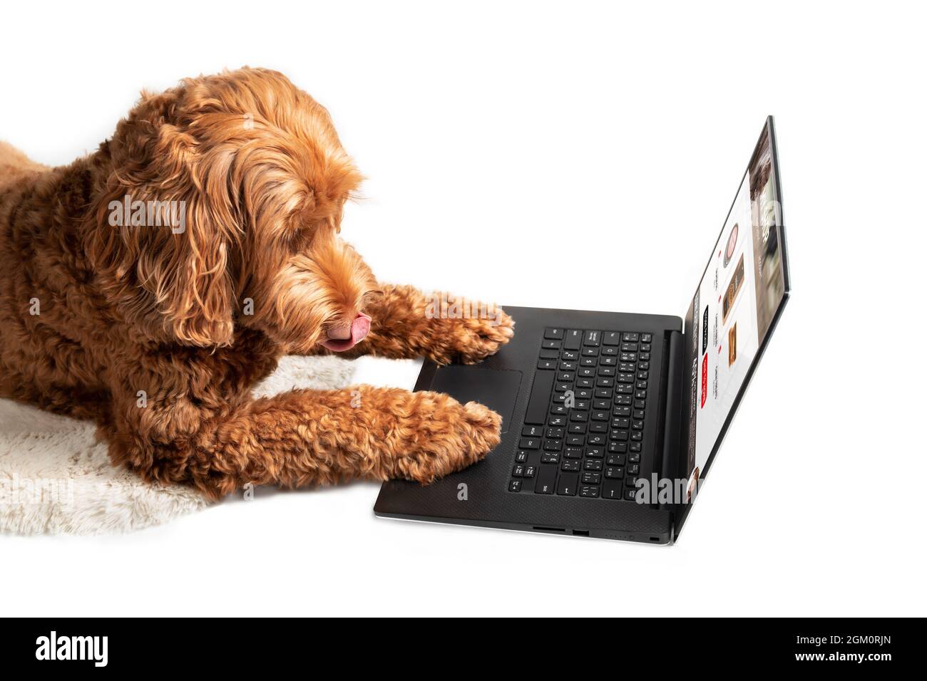 Chien isolé commander des produits en ligne pour livraison à domicile, vue latérale. Le chien de Labradoodle est léchant la bouche et les pattes sont sur l'ordinateur portable. Concept pour animaux de compagnie intelligents Banque D'Images
