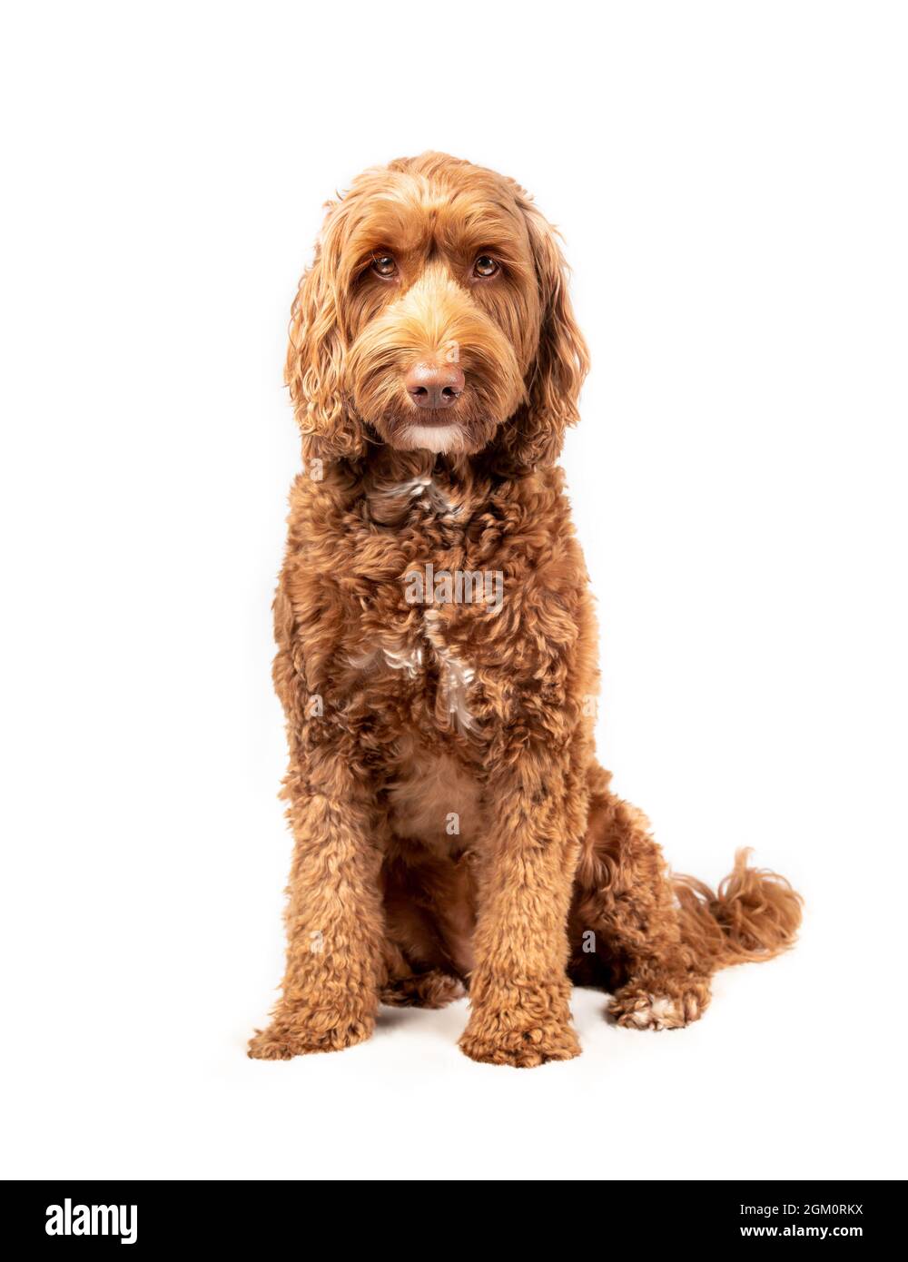 Chien isolé assis droit avec une expression sérieuse, tout en regardant l'appareil photo. Chien adulte de taille moyenne à grande Labradoodle féminin avec de beaux yeux bruns Banque D'Images